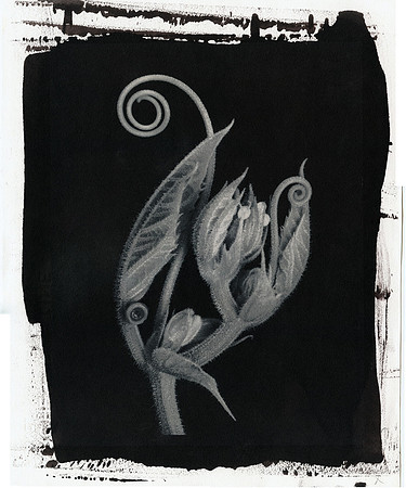 Alt Passiflora_06