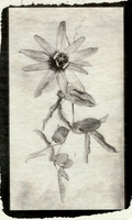 Alt Passiflora_02