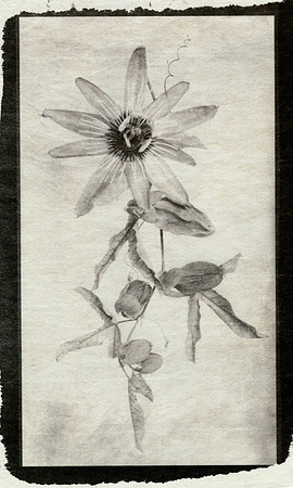 Alt Passiflora_02