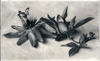Alt Passiflora_10