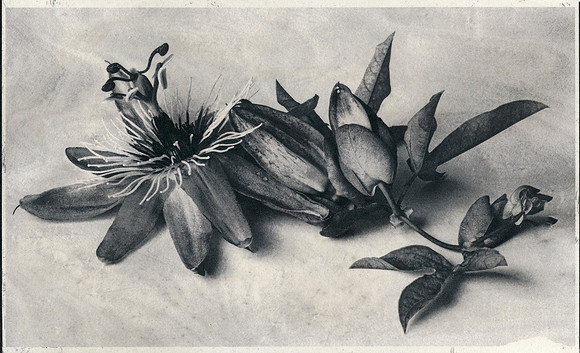 Alt Passiflora_10