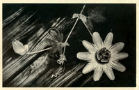 Alt Passiflora_11