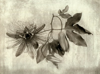 Alt Passiflora_12