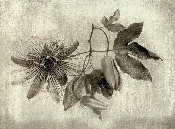 Alt Passiflora_12