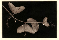 Alt Passiflora_09