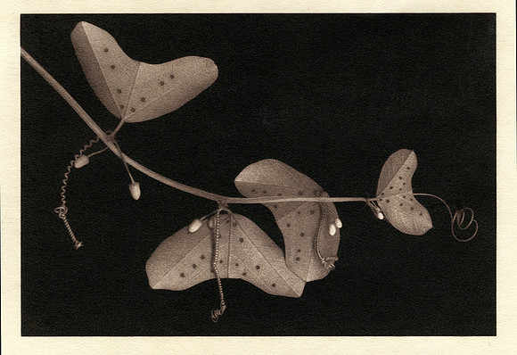 Alt Passiflora_09