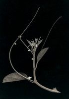 Alt Passiflora_07