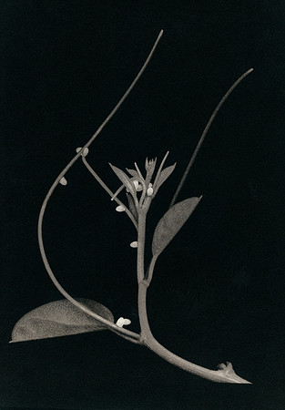 Alt Passiflora_07