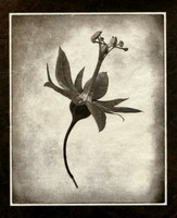 Alt Passiflora_05