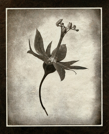 Alt Passiflora_05
