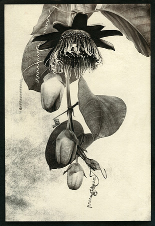 Alt Passiflora_04