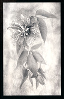 Alt Passiflora_01