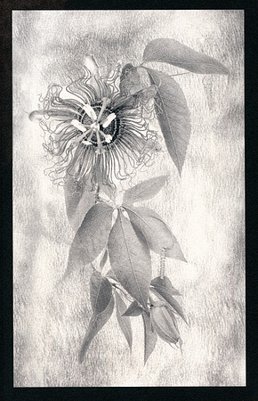 Alt Passiflora_01
