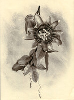 Alt Passiflora_08