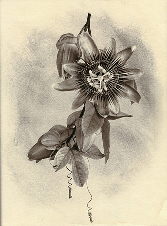 Alt Passiflora_08
