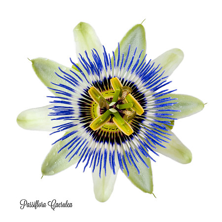 Caerulea 1