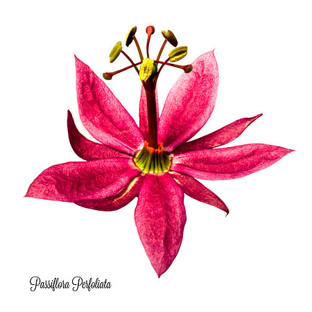 Perfoliata 1
