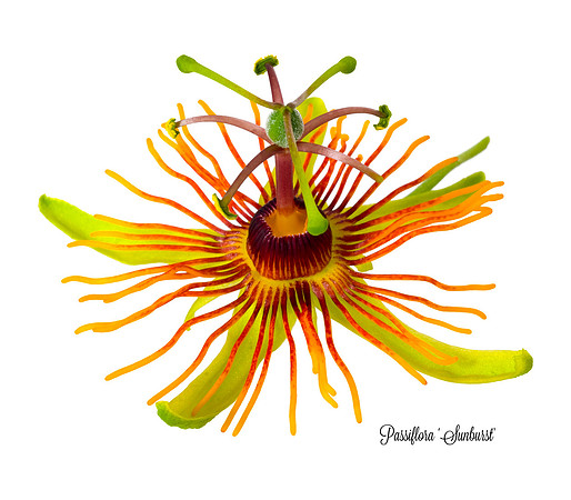 Sunburst-1