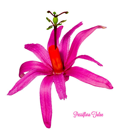 Tulae