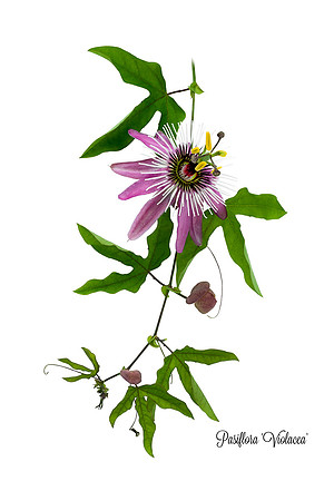 Violacea  1