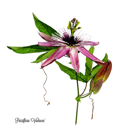 Violacea 2