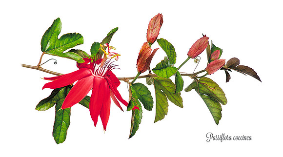 Coccinea 1