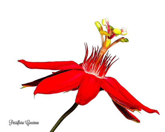 Coccinea 2