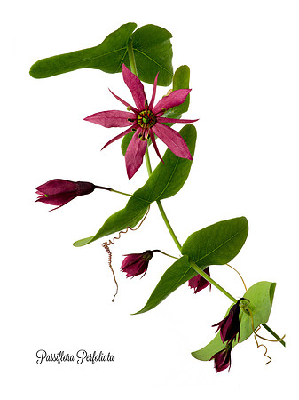 Perfoliate 2