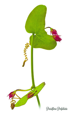 Perfoliate 3