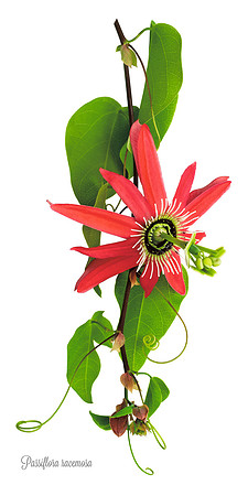 Racemosa 1