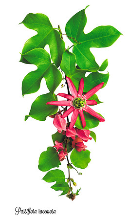Racemosa 2