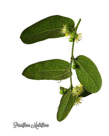Multiflora 1