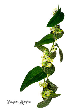 Multiflora 3