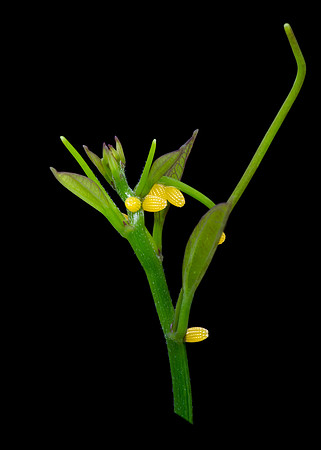 Buttery Fly Eggs 1