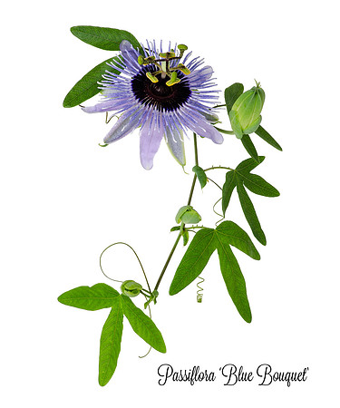 Blue bouquet-1