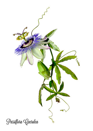 Caerulea 3