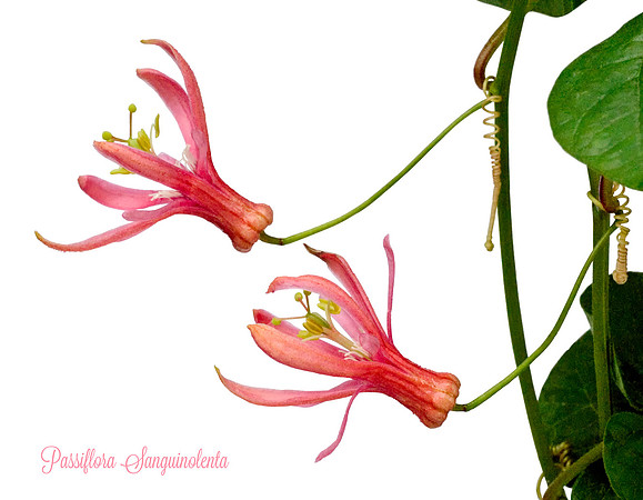 Sanguinolenta 2