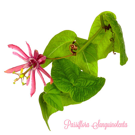 Sanguinolenta 3