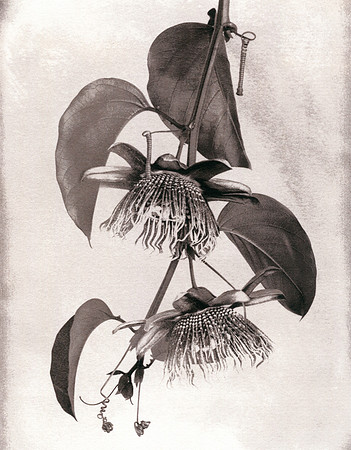Alt Passiflora_03